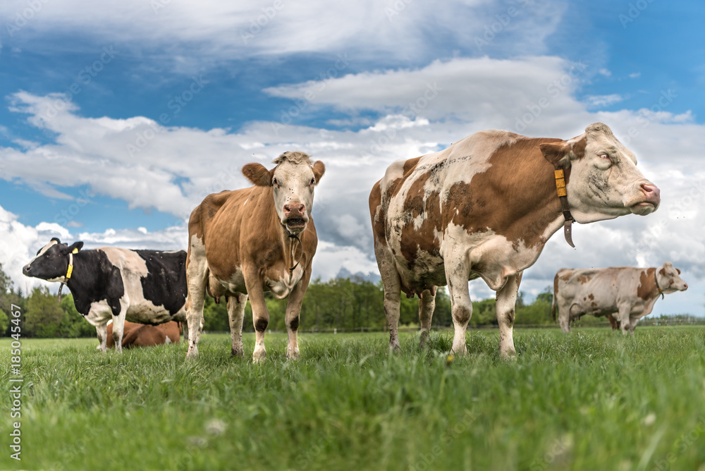 Herd of cows on a pasture in Unteralläu - Bavaria