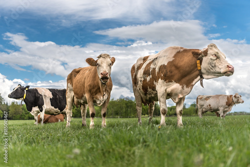 Herd of cows on a pasture in Unteralläu - Bavaria © Karoline Thalhofer