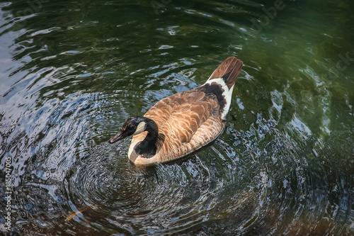 duck in a pond