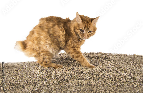 Cuadro en lienzo cat Manx in the toilet