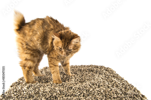 Fototapeta Naklejka Na Ścianę i Meble -  cat Manx in the toilet