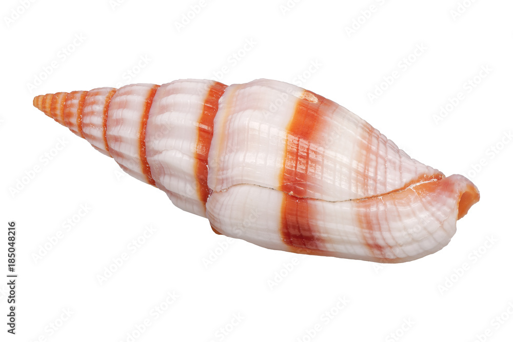 Obraz premium Sea shell on a white background