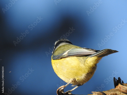 Beautiful blue tit