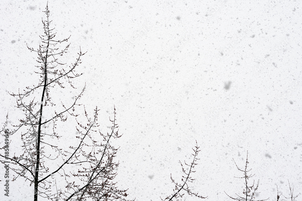 Obraz premium snow falling against trees and sky background 