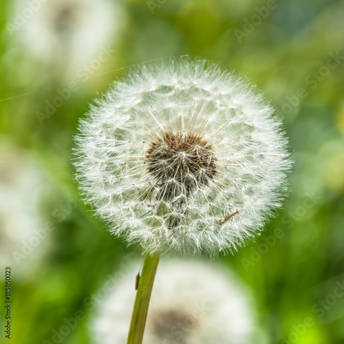 Dandelion