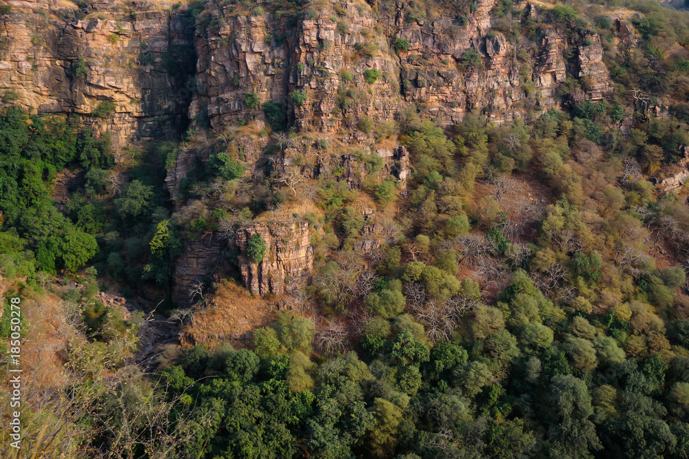 Landscape of Ranthambore, India. Lonely tree