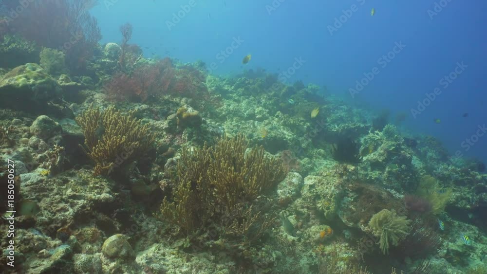 Fish and coral reef. Dive, underwater world, corals and tropical fish. Bali,Indonesia. Diving and snorkeling in the tropical sea. Wonderful and beautiful underwater world with corals and tropical fish Fish and coral reef. Dive, underwater world, corals and tropical fish. Bali,Indonesia. Diving and snorkeling in the tropical sea. Wonderful and beautiful underwater world with corals and tropical fish