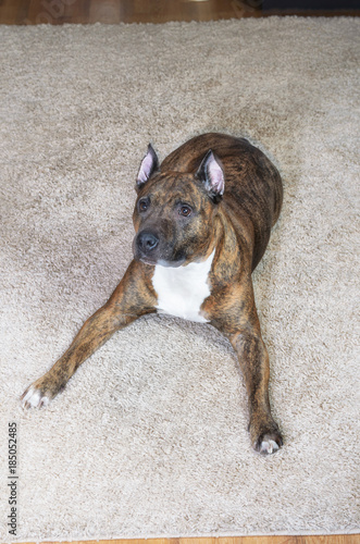 Dog lying on soft carpet. Beautiful animal background.