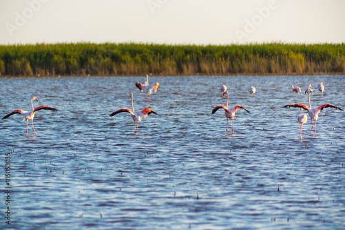flamingos of the Camargue Park