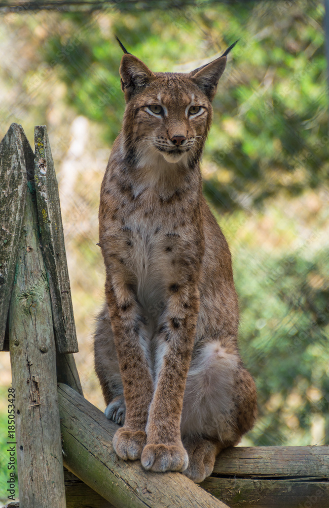 Fototapeta premium Linx sitting on a log