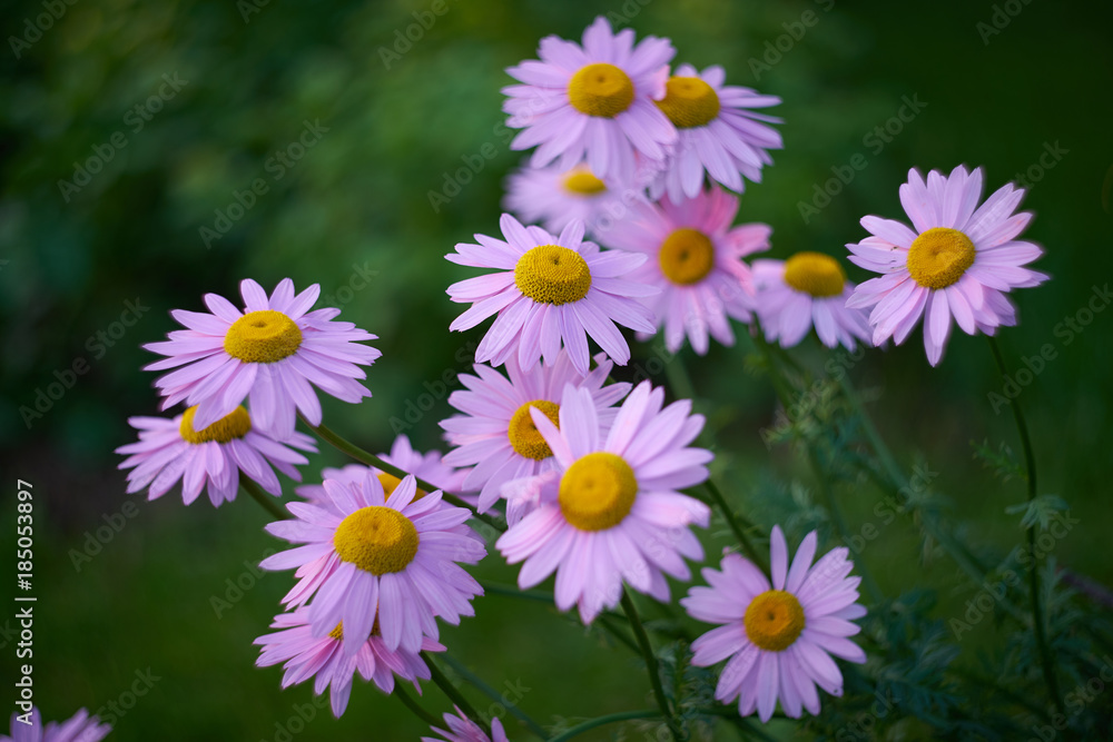 Obraz premium Pink daisies.