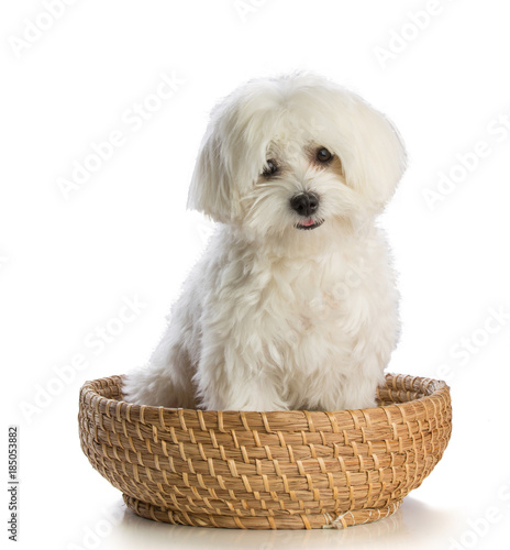Lovely bichon on white background in basket