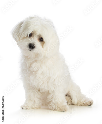 Photographie Lovely bichon on white background