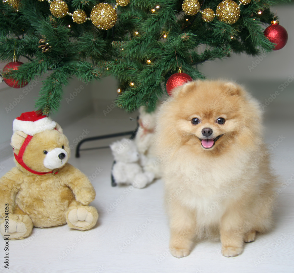 Lovely Pomeranian Spitz in a red sweater. The dog is a symbol of 2018. Lovely Pomeranian Spitz in a red sweater. The dog is a symbol of 2018.
