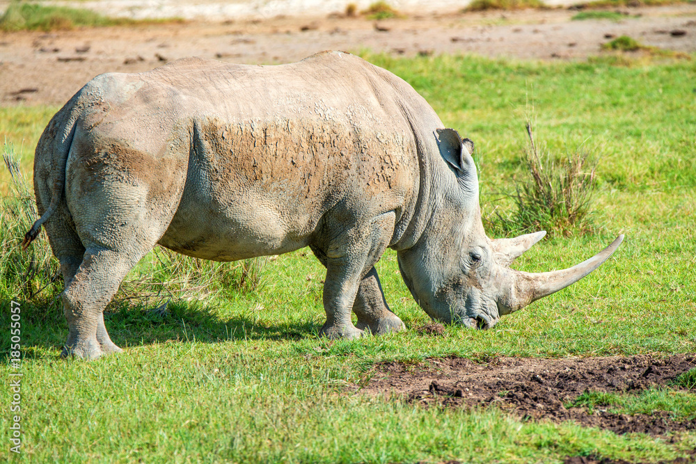 Obraz premium White rhino grazes in savanna