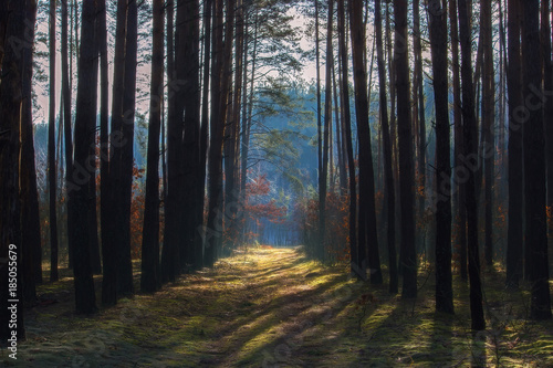 View of the rural path and forest in the autumn day photo