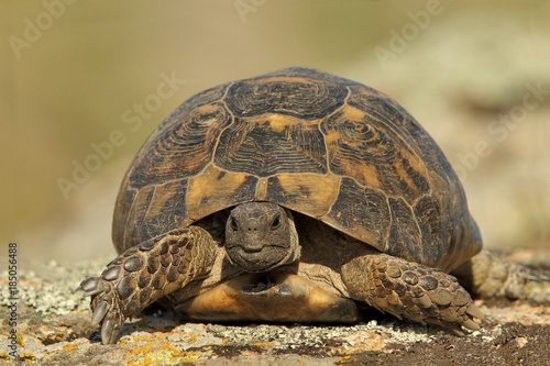 Spur thighed turtle (Testudo graeca ibera) in natural habitat