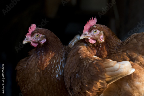 Free range hens portrait