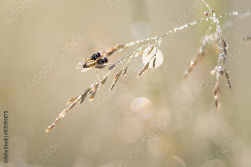 hoverfly in morning dew