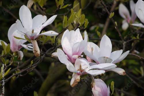Magnolia blossoms is already beginning to wither