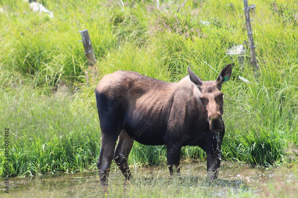 Female Moose Drinking from pond Female Moose Drinking from pond