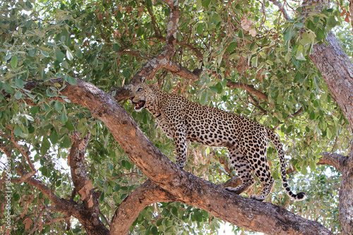 Wild African Leopard standing on a branch in a lush vibrant tree in South Luangwa national Park  Zambia