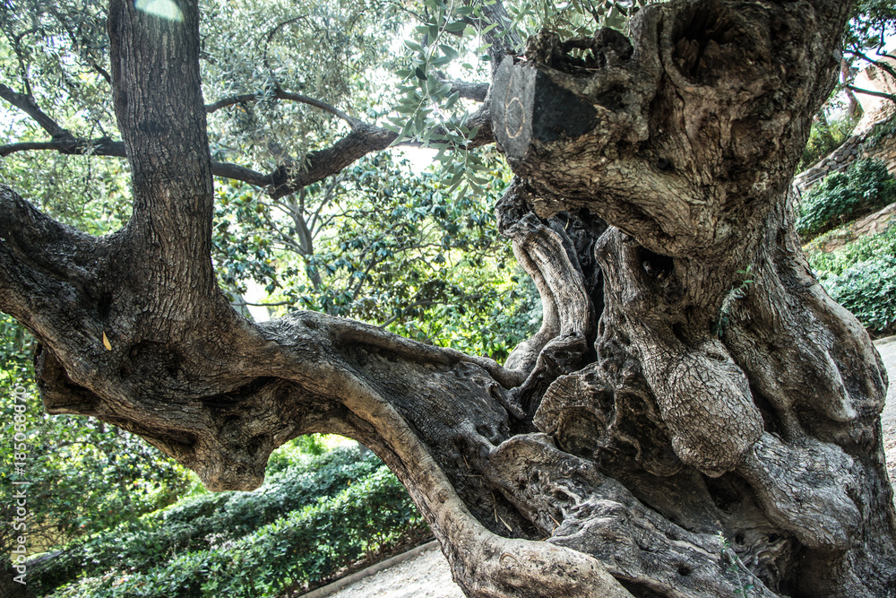 Obraz premium large tree trunk