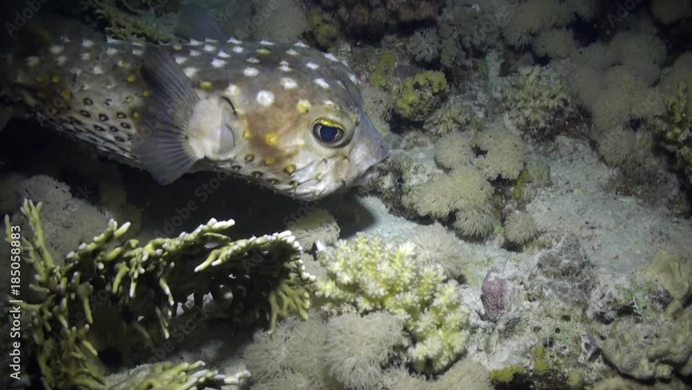Orbiculate burrfish Diodontidae fish underwater of Red sea. Cyclichthys orbicularis in marine nature of Egypt. Orbiculate burrfish Diodontidae fish underwater of Red sea. Cyclichthys orbicularis in marine nature of Egypt.