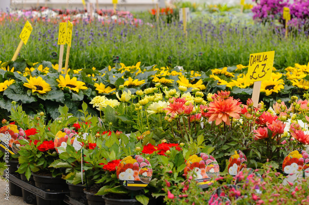 Flowers on sale Flowers on sale