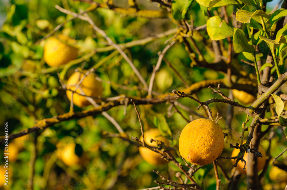Lemons growing on a lemon tree