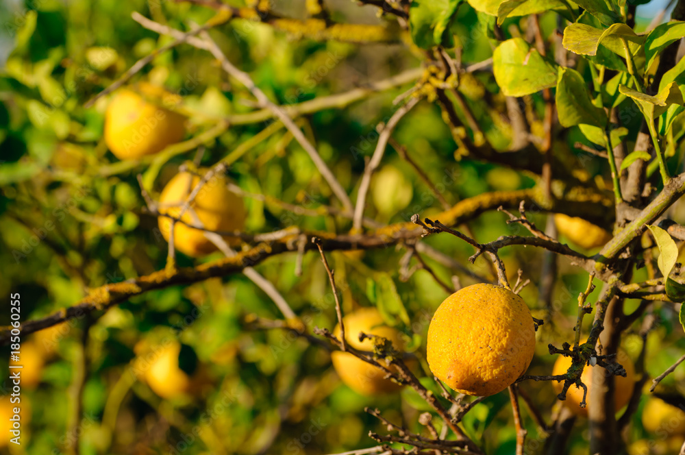 Lemons growing on a lemon tree Lemons growing on a lemon tree