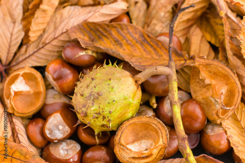 Horse Chestnuts on fallen leaves.