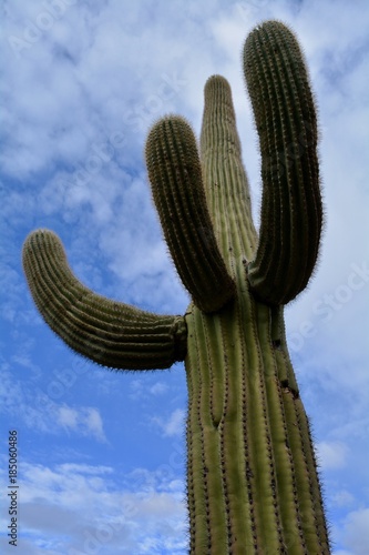 Stately Saguaro Cactus Oro Valley Arizona