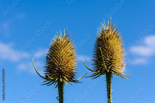 Seedheads of teasel (Dipsacus fullonum) plants © Stephen