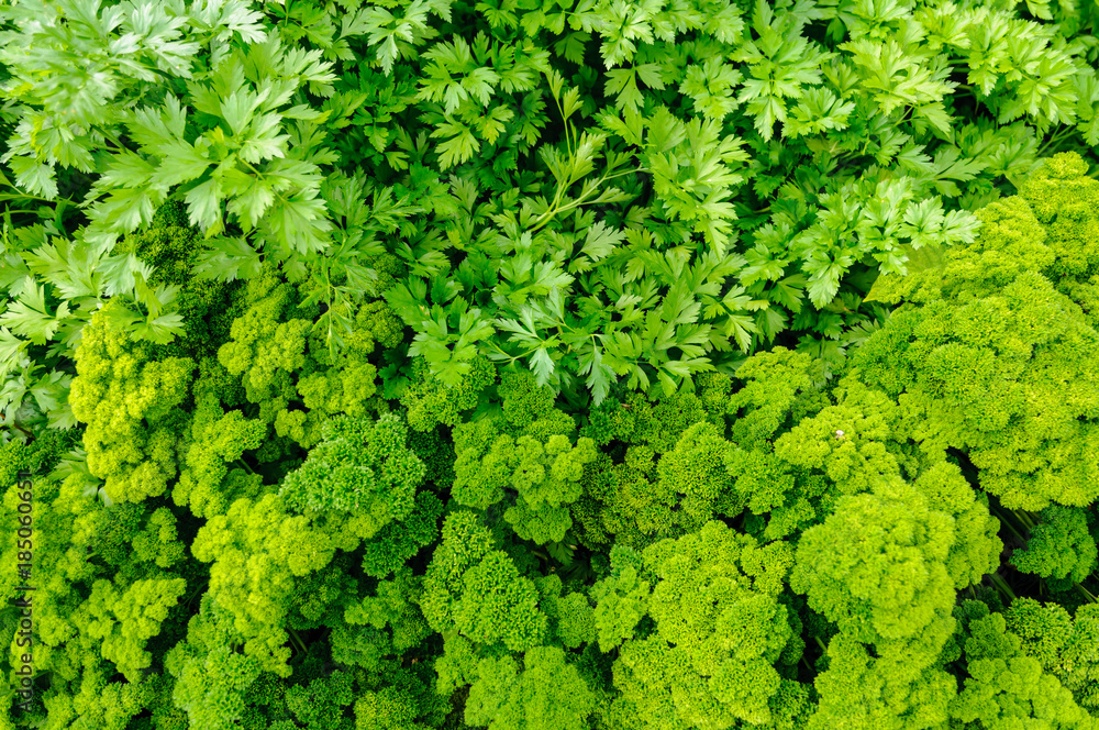 Flat-leaf and curly parsley growing side-by-side