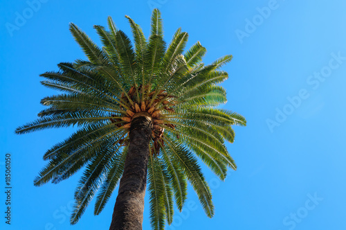 Palm tree against a bright blue sky