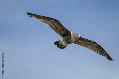 Juvenile Pacific Gull