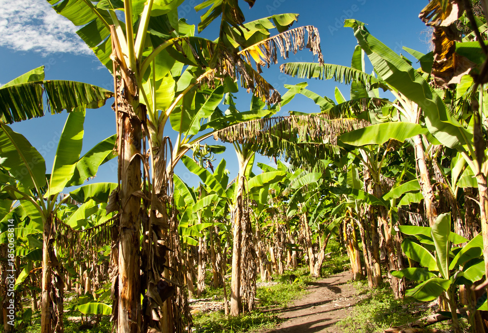 Banana plantation, Ometepe island, Nicaragua Banana plantation, Ometepe island, Nicaragua