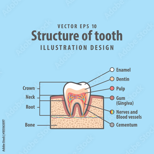 Cross-section structure inside tooth diagram and chart illustration vector on blue background. Dental concept.