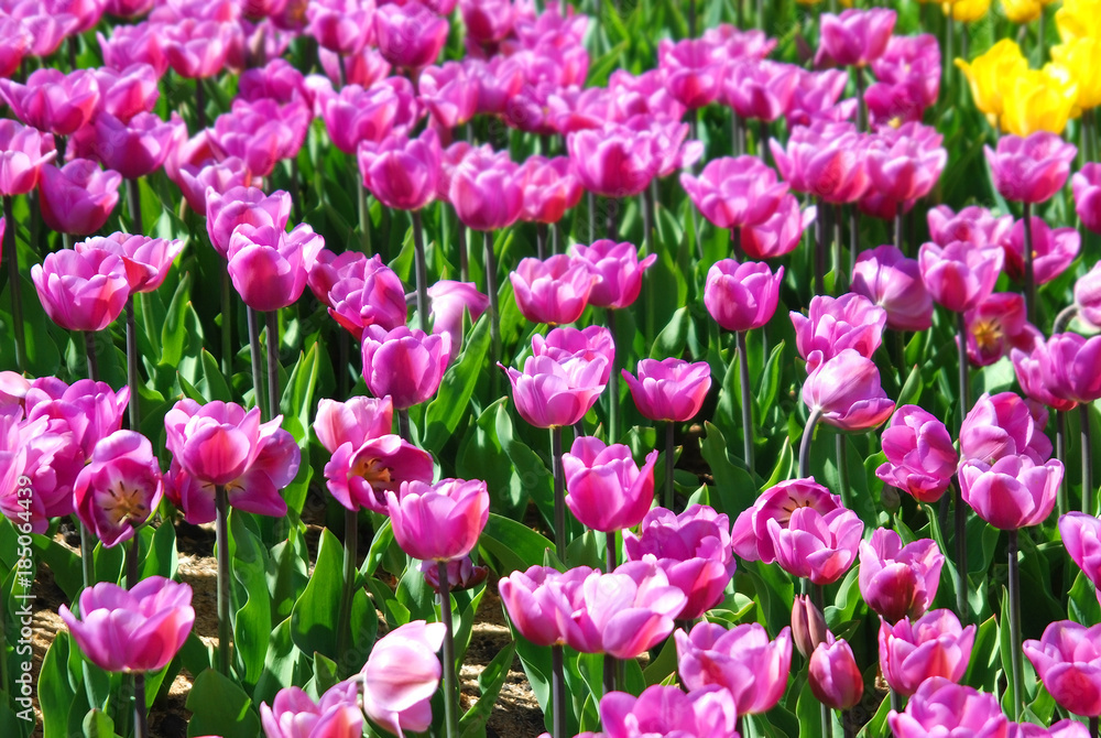 Fototapeta premium Beautiful tulip flower