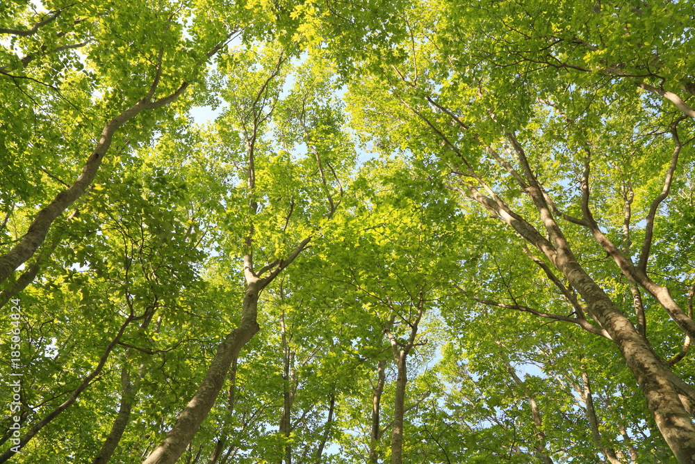 Fototapeta premium ブナの新緑 Fresh green Japanese beech forest