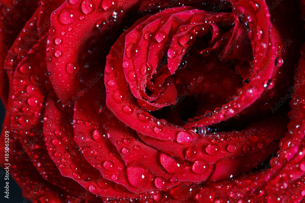 Rose Rose