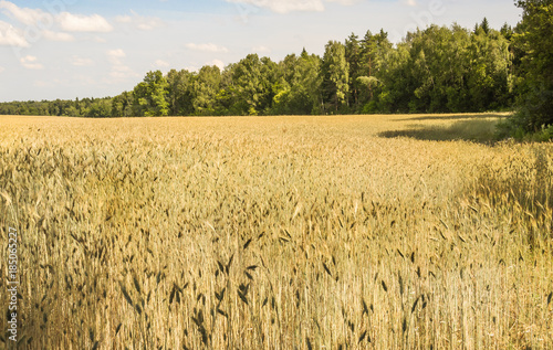 The rye crop on the field