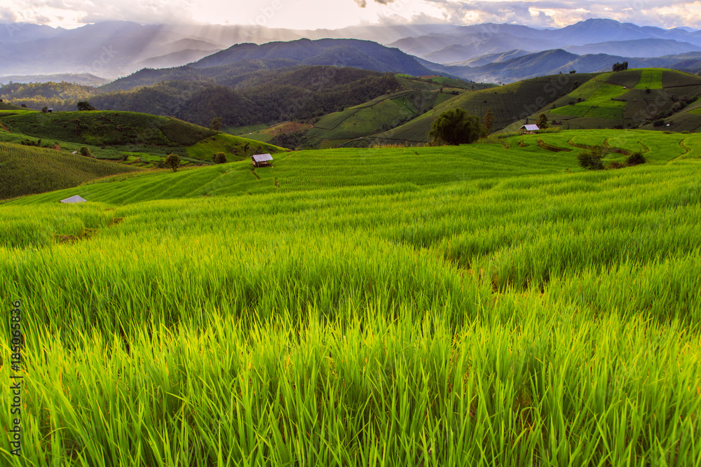 Green terraced rice field in pa pong piang, Chiang Mai, Thailand