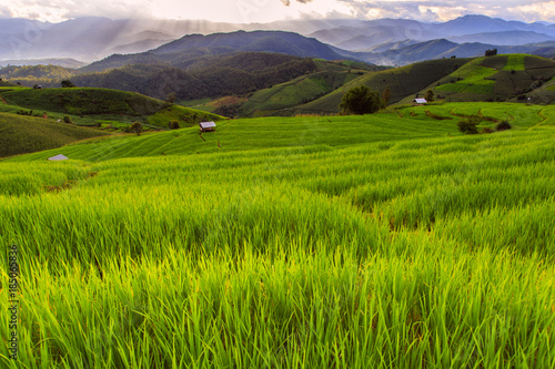 Green terraced rice field in pa pong piang, Chiang Mai, Thailand