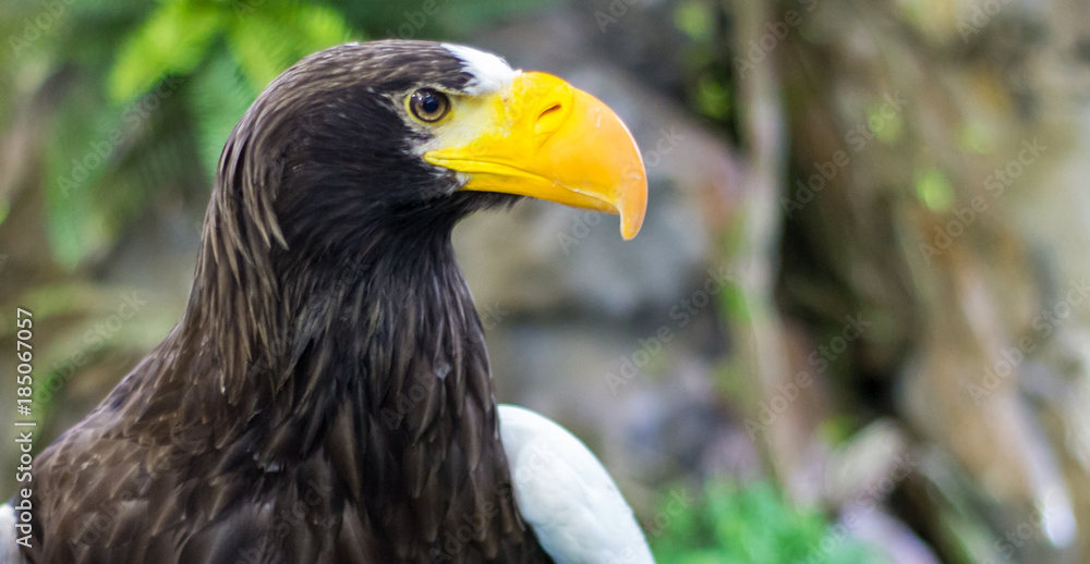 This bird is an eagle. This bird is an eagle.