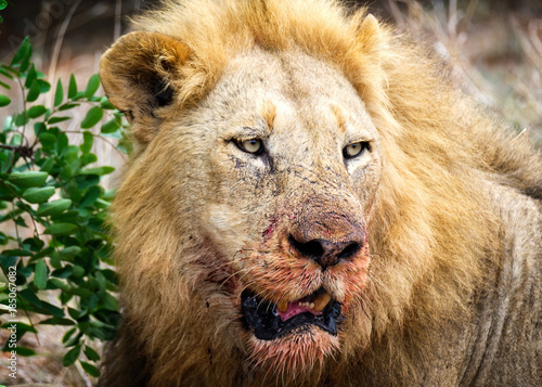 Photography Lion Eating its Prey