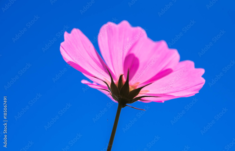 Cosmos flowers blooming on blue sky background Cosmos flowers blooming on blue sky background