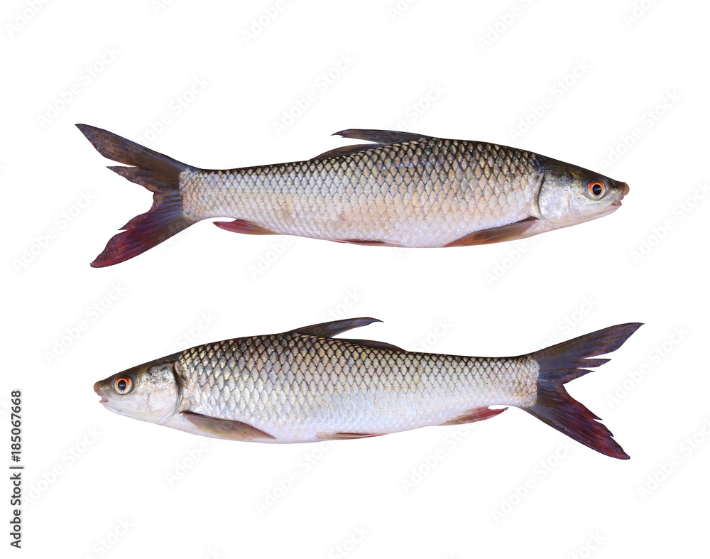 Seven-striped barb or Julian's golden carp of freshwater fish isolated on white background. Seven-striped barb or Julian's golden carp of freshwater fish isolated on white background.