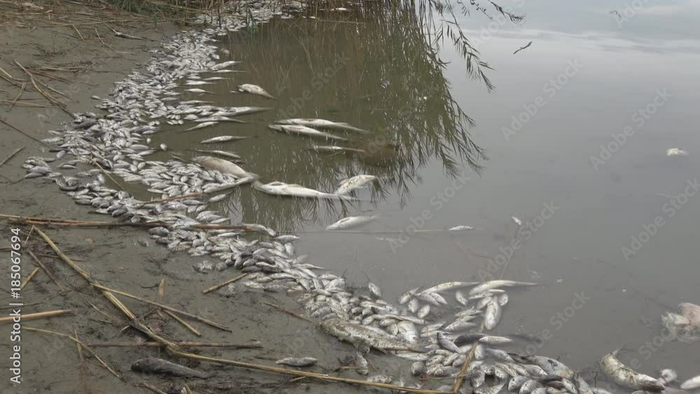 Contaminated Water With Poisoned Dead Fish Contaminated Water With Poisoned Dead Fish
